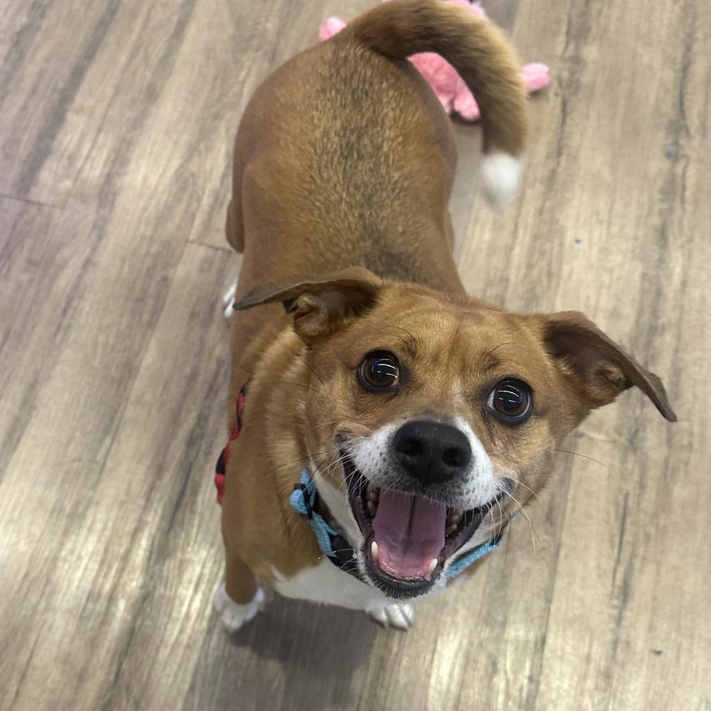 Enlarge Lydia, a Adoptable Mixed Breed in Westhampton, NY image 4/6