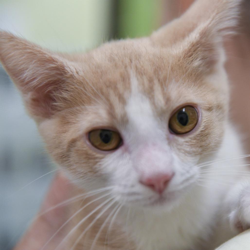Pumpkin Pie, Adoptable, Kitten Male Domestic Short Hair.