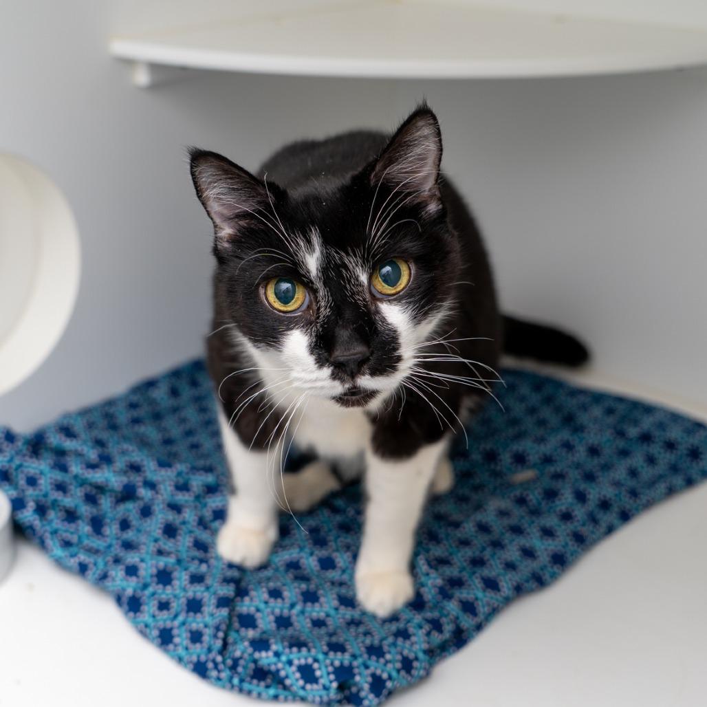 Andre, Adoptable, Senior Male Domestic Short Hair.