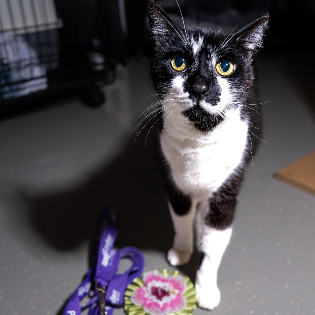 Enlarge Andre, a Adoptable Domestic Short Hair in New York, NY image 2/2