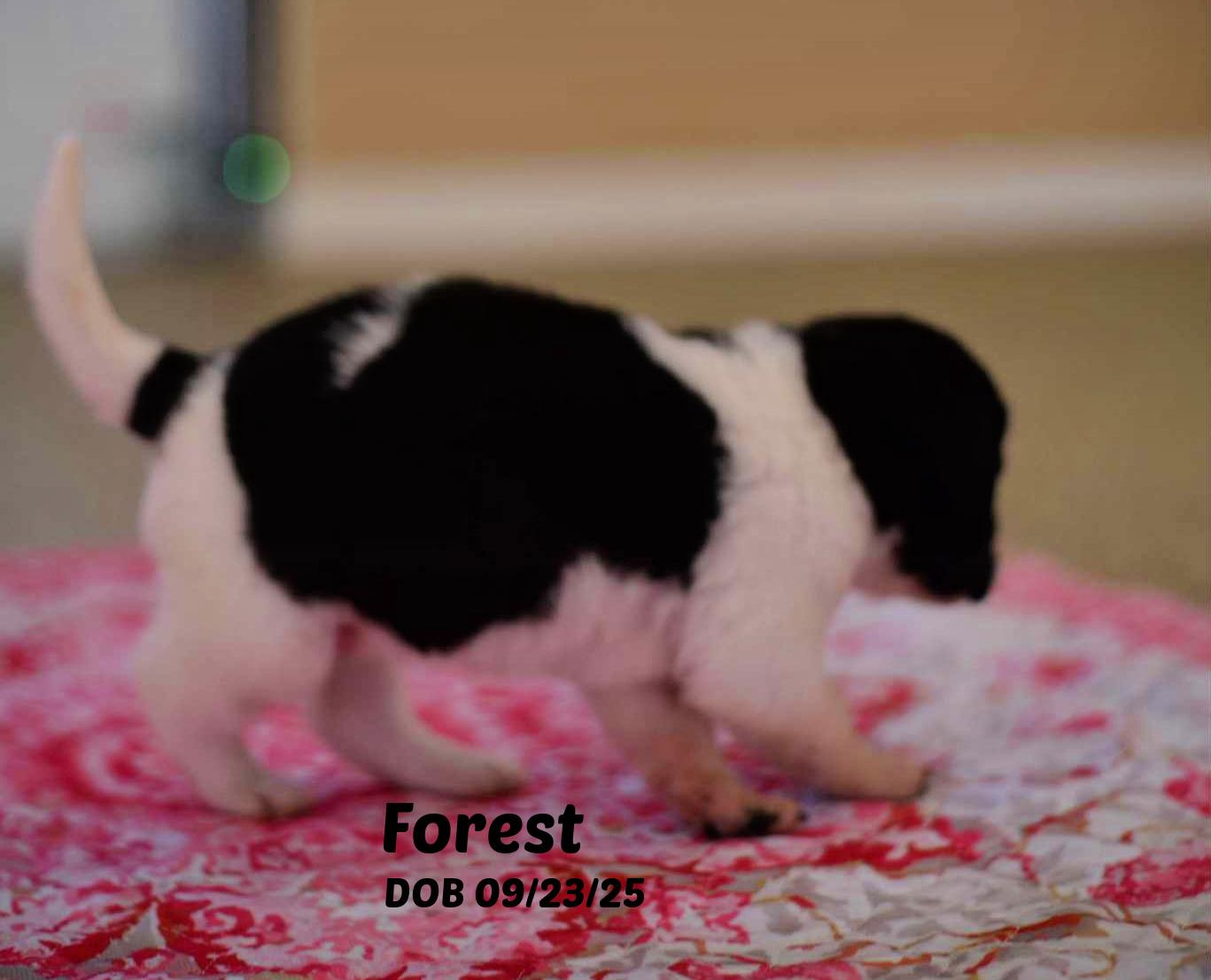 Penny's Pups thumbnail 3