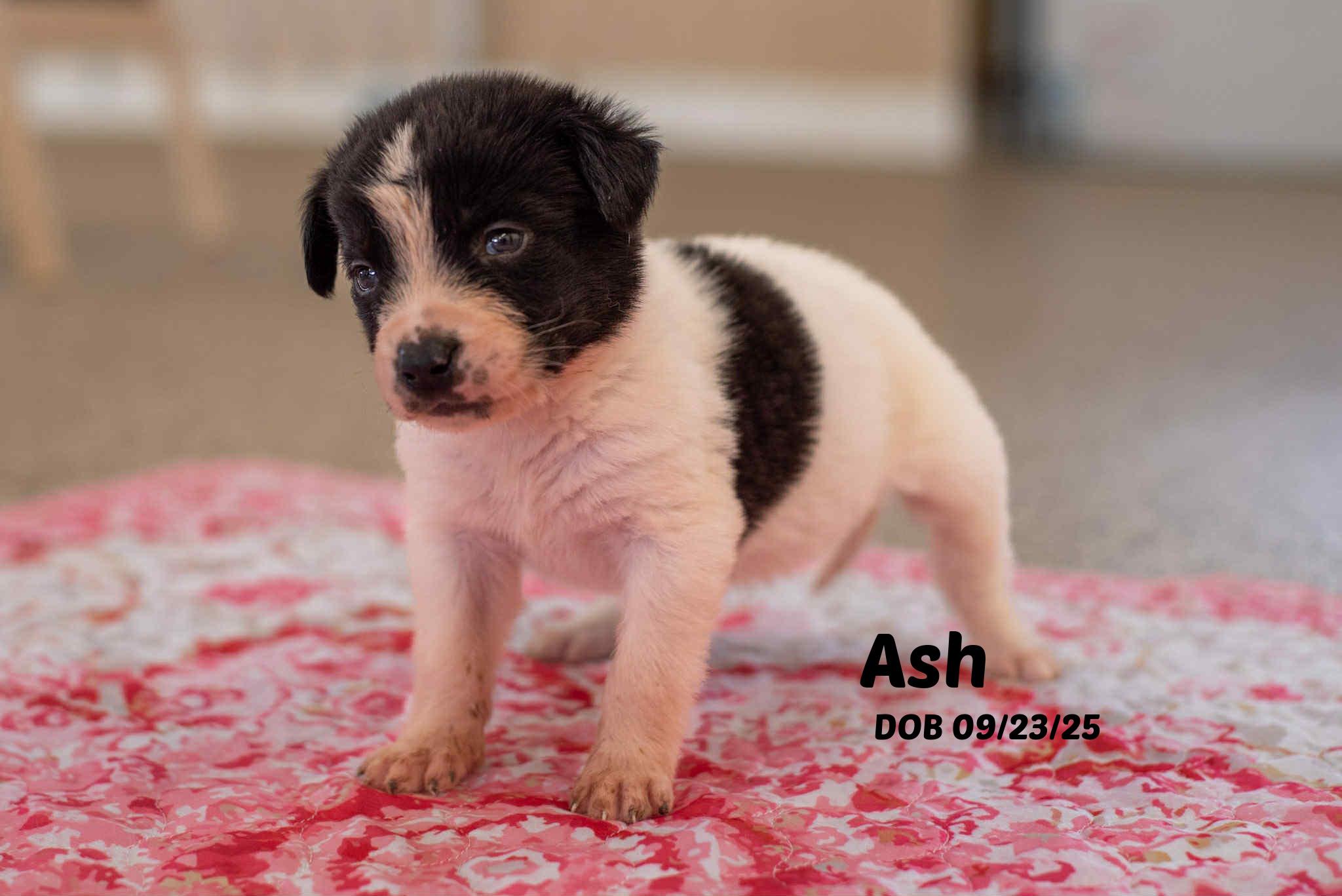 Penny's Pups thumbnail 6