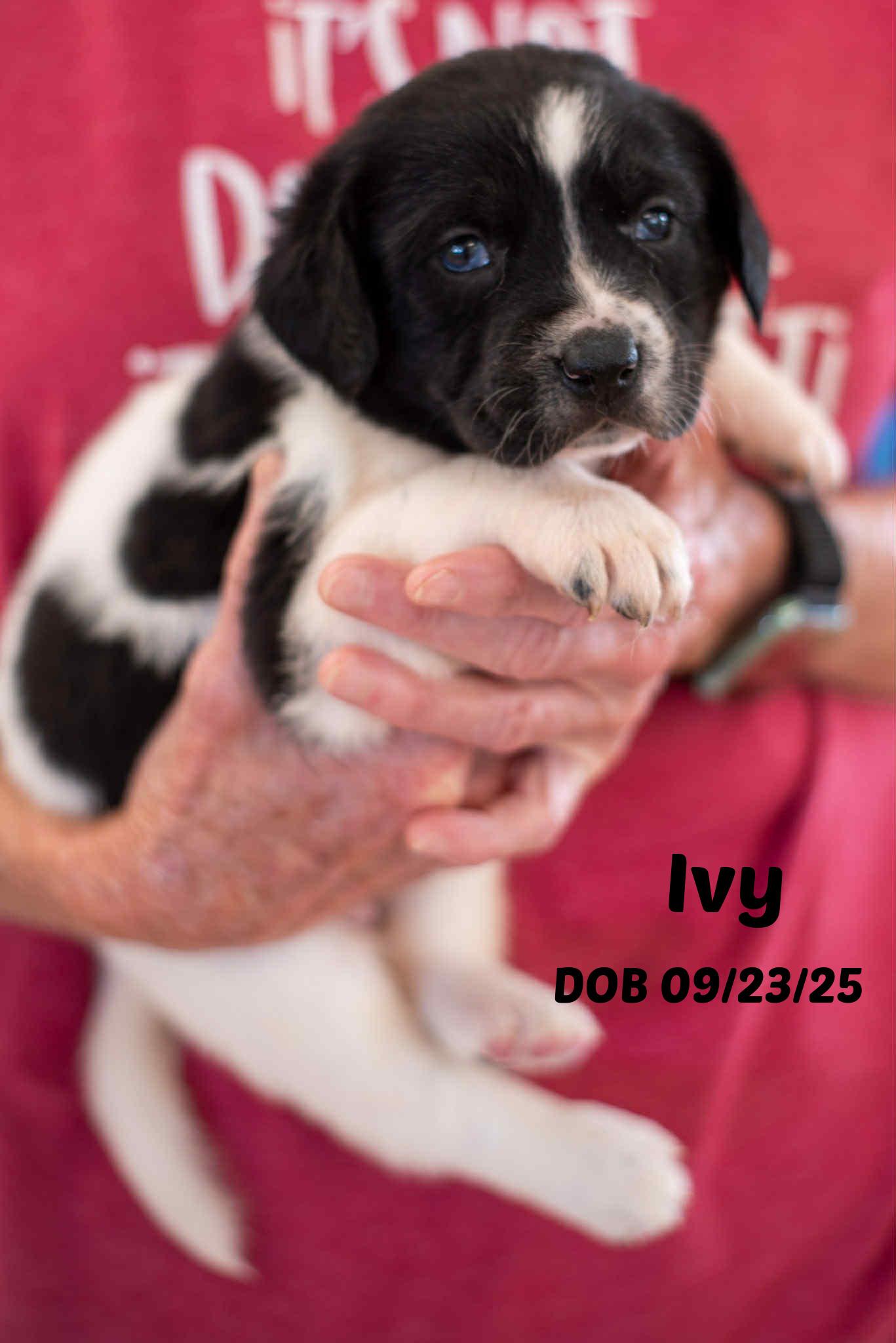 Penny's Pups thumbnail 5