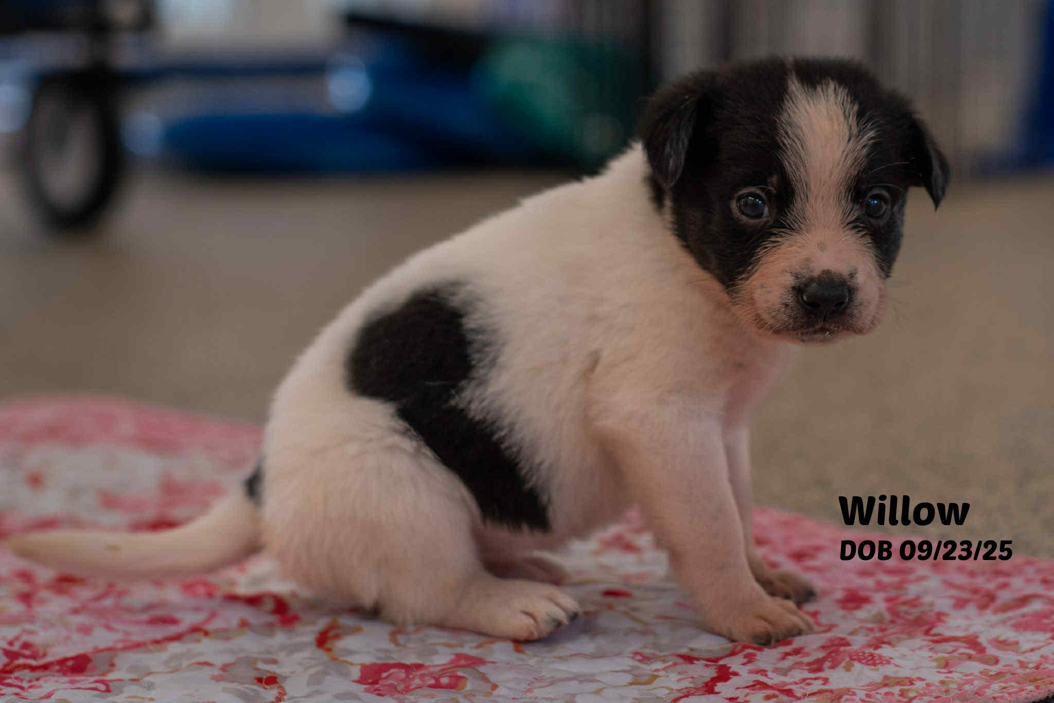 Penny's Pups thumbnail 4