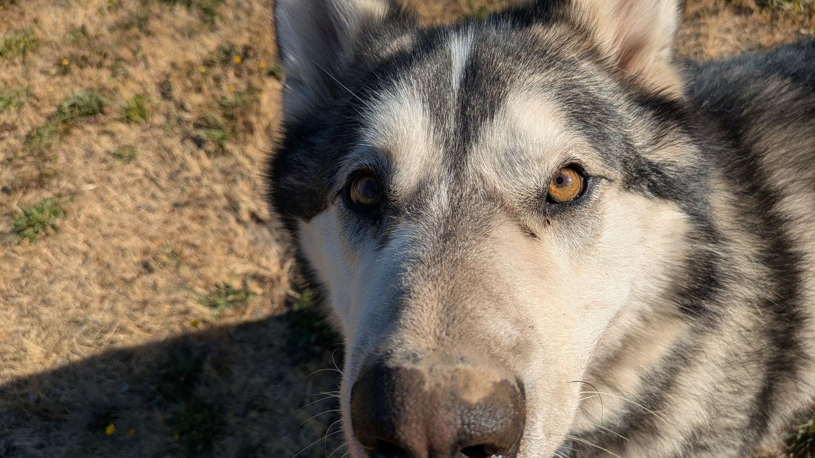 Enlarge TOGO, a Adoptable Alaskan Malamute in Seattle, WA image 1/3