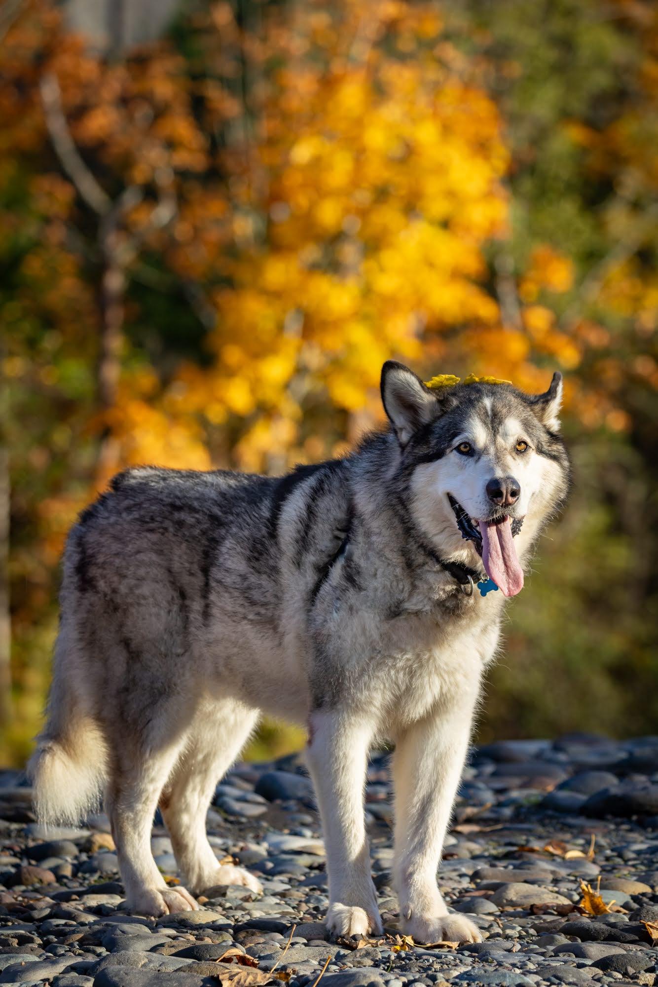 Enlarge TOGO, a Adoptable Alaskan Malamute in Seattle, WA image 2/3