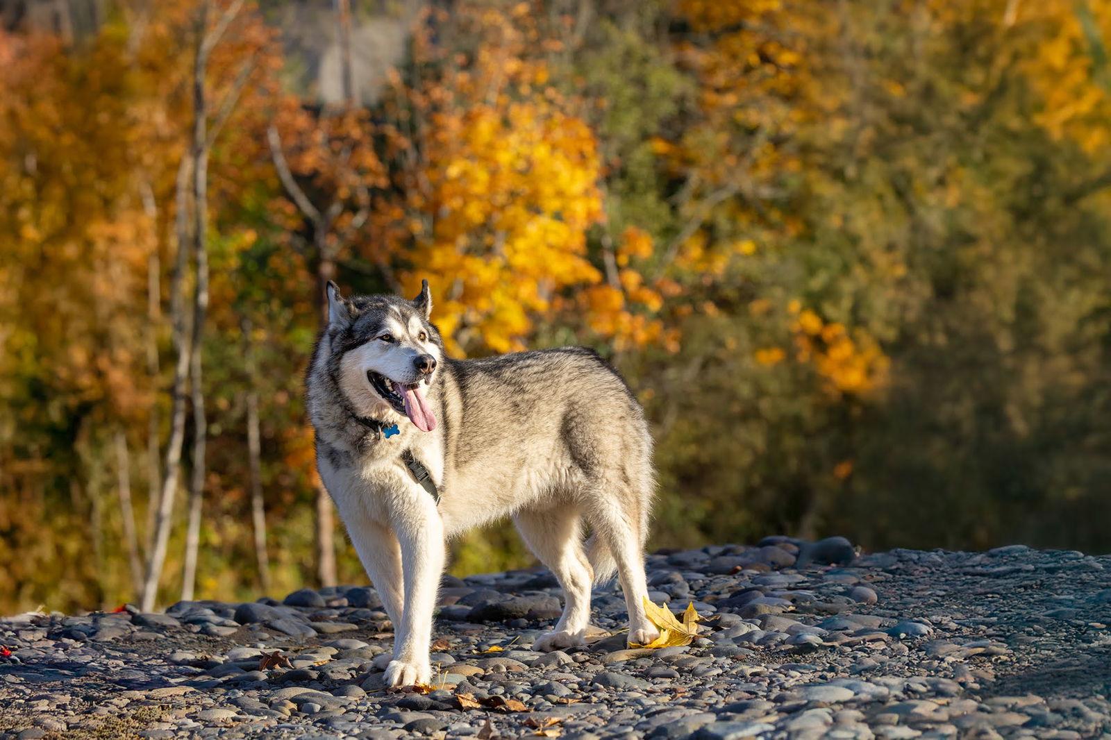 Enlarge TOGO, a Adoptable Alaskan Malamute in Seattle, WA image 3/3