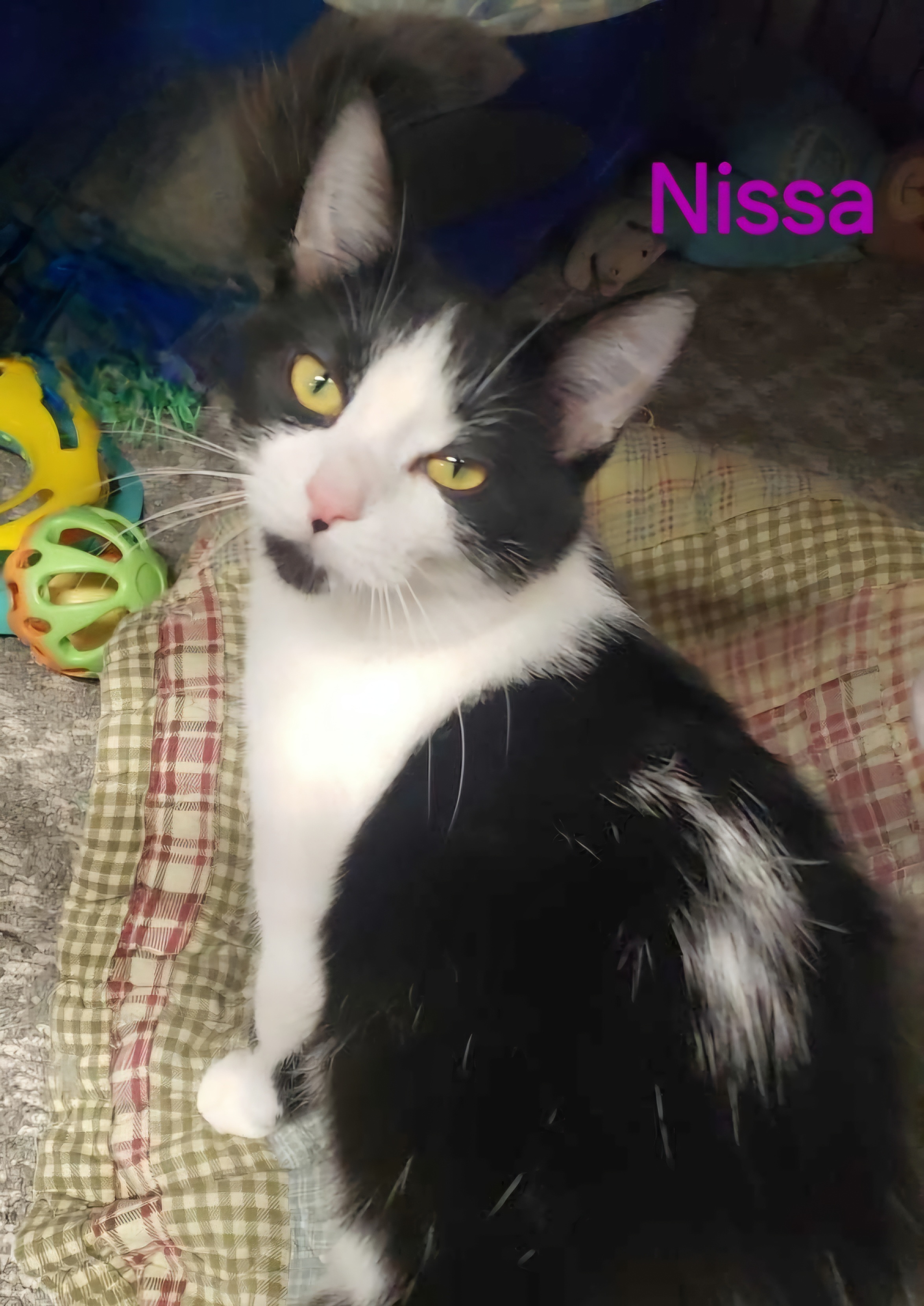 Nissa, Adoptable, Young Female Domestic Short Hair.