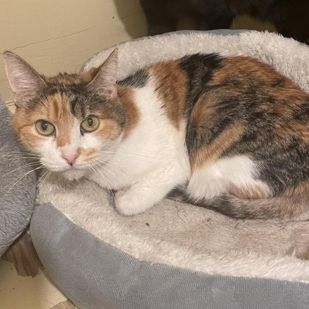 Latte, a Adoptable Domestic Short Hair in Dallas, TX image 1/3