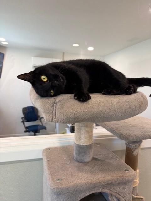 Squirt, an adopted Domestic Short Hair in Henrietta, TX image 4/5