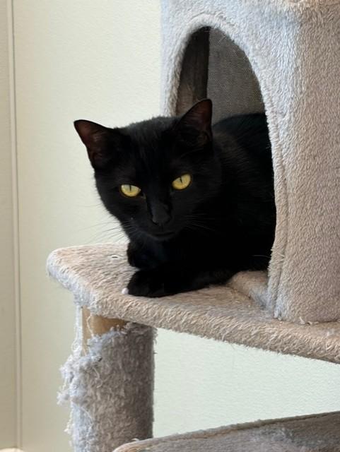 Squirt, an adopted Domestic Short Hair in Henrietta, TX image 2/5