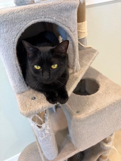 Squirt, adopted, Adult Female Domestic Short Hair.