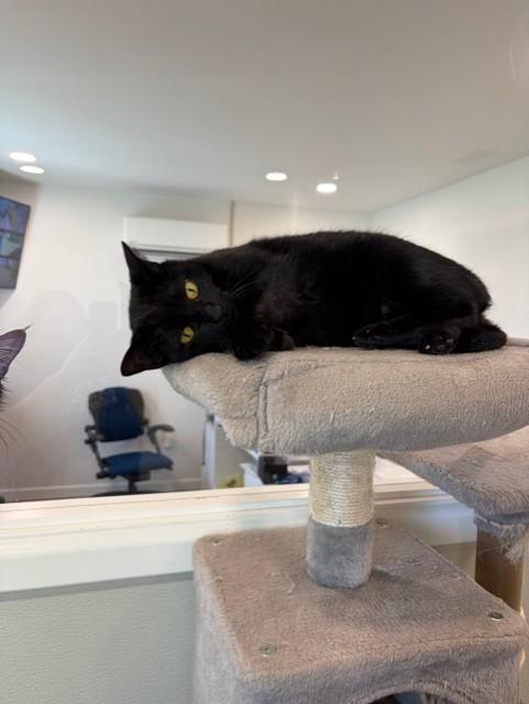 Squirt, an adopted Domestic Short Hair in Henrietta, TX image 5/5