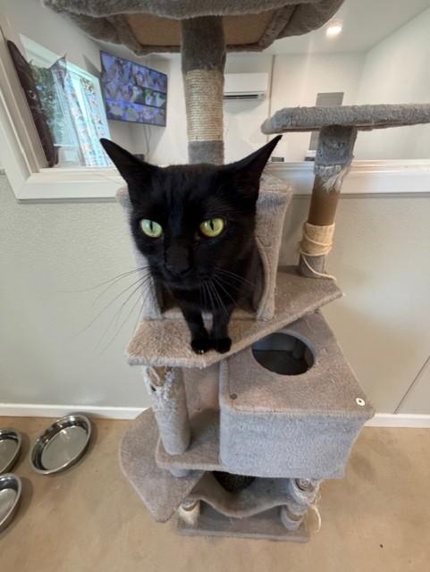 Squirt, an adopted Domestic Short Hair in Henrietta, TX image 3/5