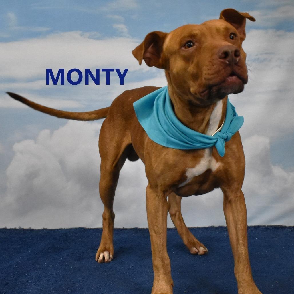 Monty, Adoptable, Adult Male Pit Bull Terrier.