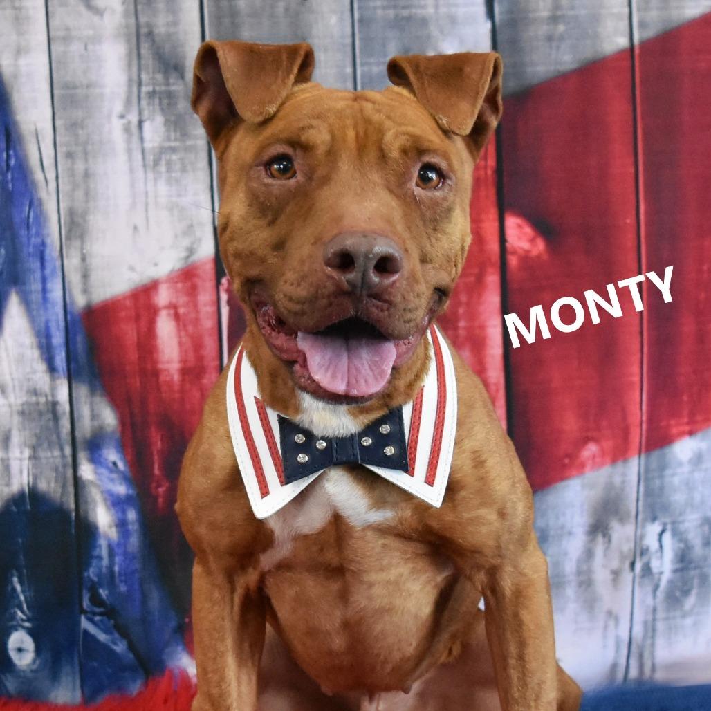 Monty, a Adoptable Pit Bull Terrier in Yuma, AZ image 2/6