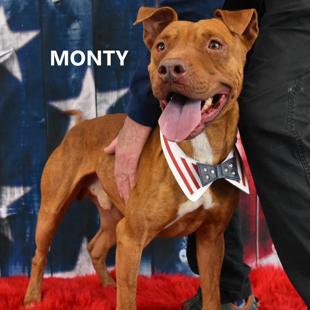 Monty, a Adoptable Pit Bull Terrier in Yuma, AZ image 3/6