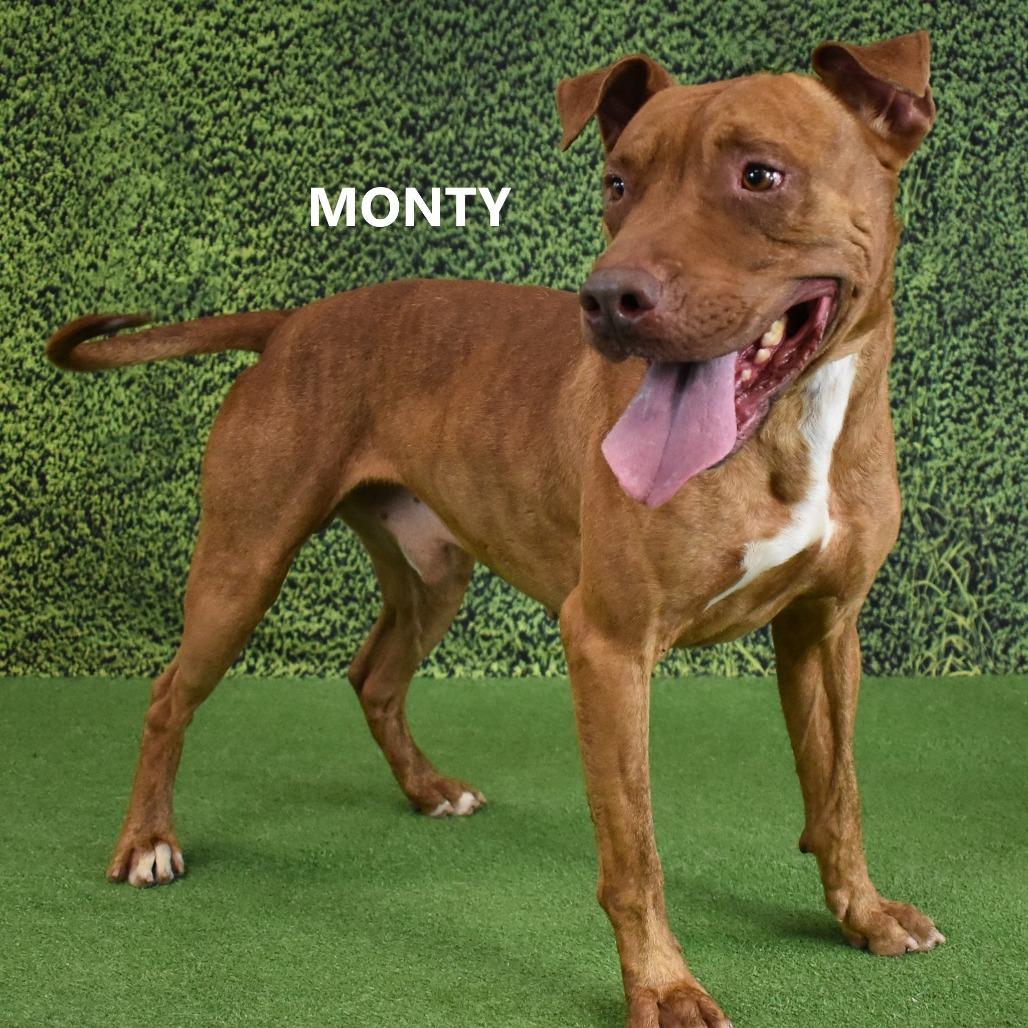 Monty, a Adoptable Pit Bull Terrier in Yuma, AZ image 4/6
