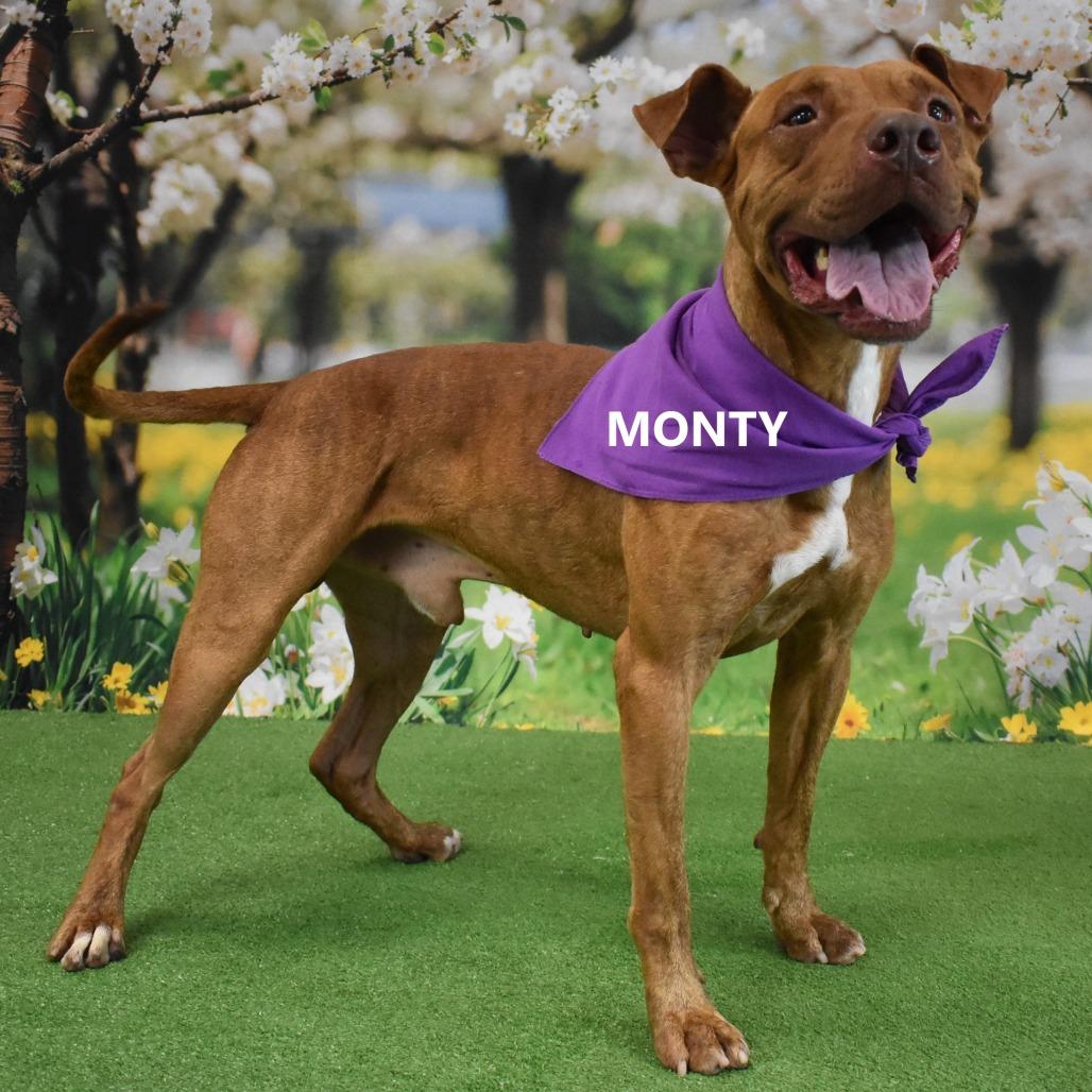 Monty, a Adoptable Pit Bull Terrier in Yuma, AZ image 4/6
