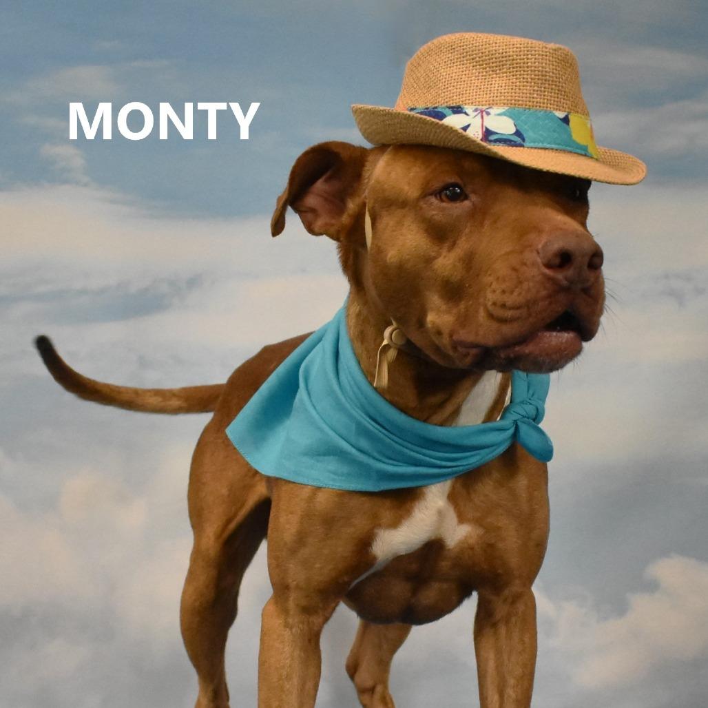 Monty, a Adoptable Pit Bull Terrier in Yuma, AZ image 5/6