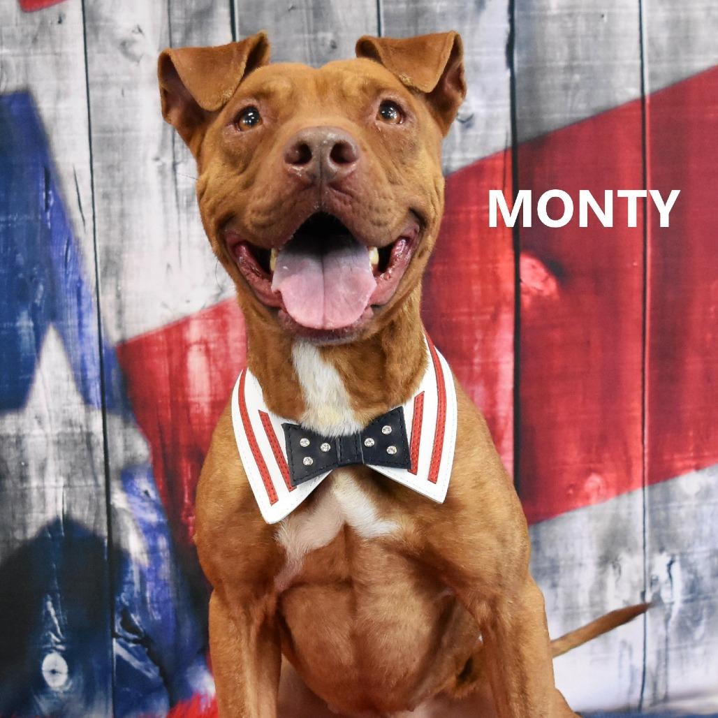 Monty, a Adoptable Pit Bull Terrier in Yuma, AZ image 6/6