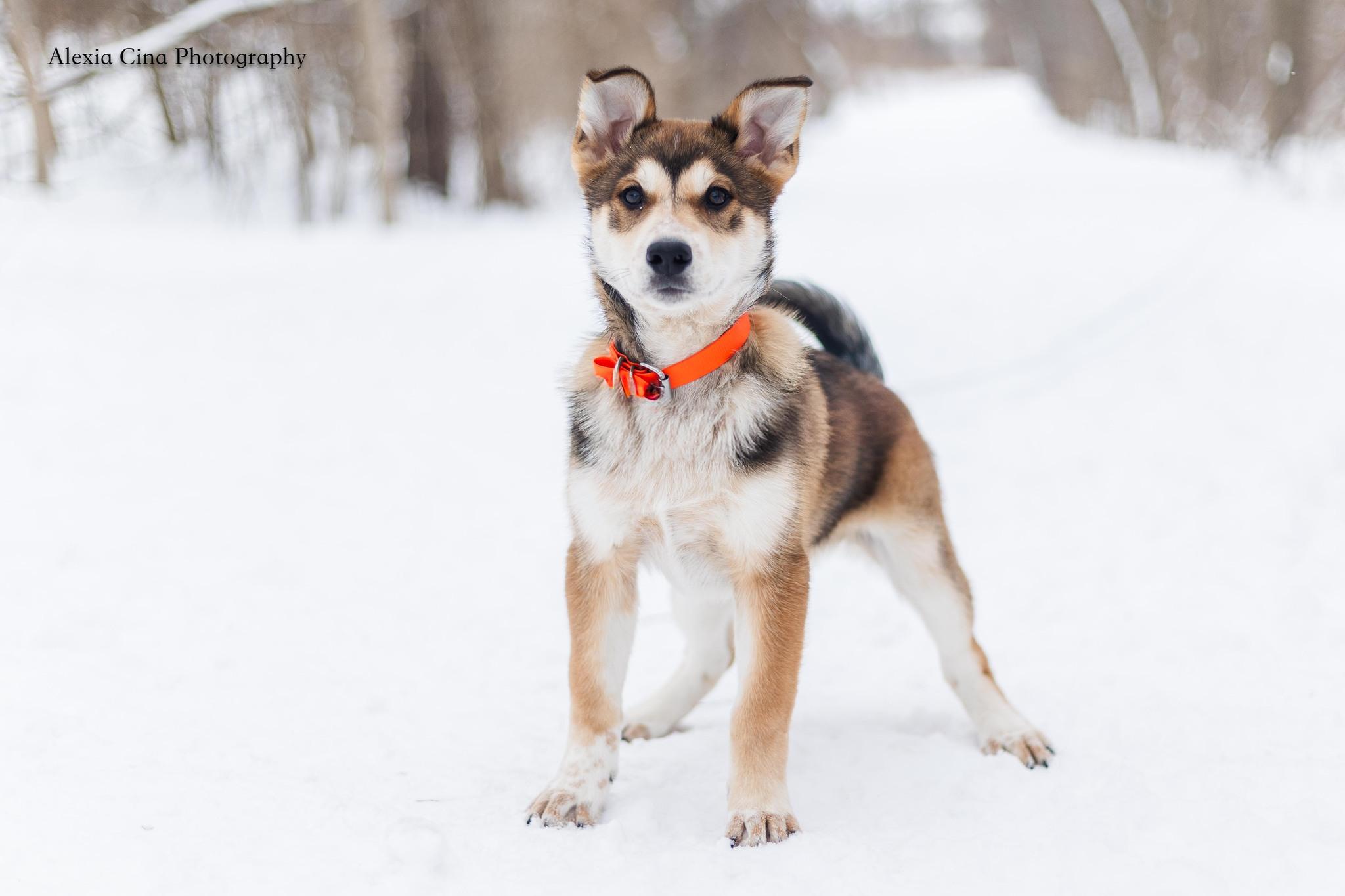 Barker, an adopted mixed breed in Drumbo, ON image 2/4