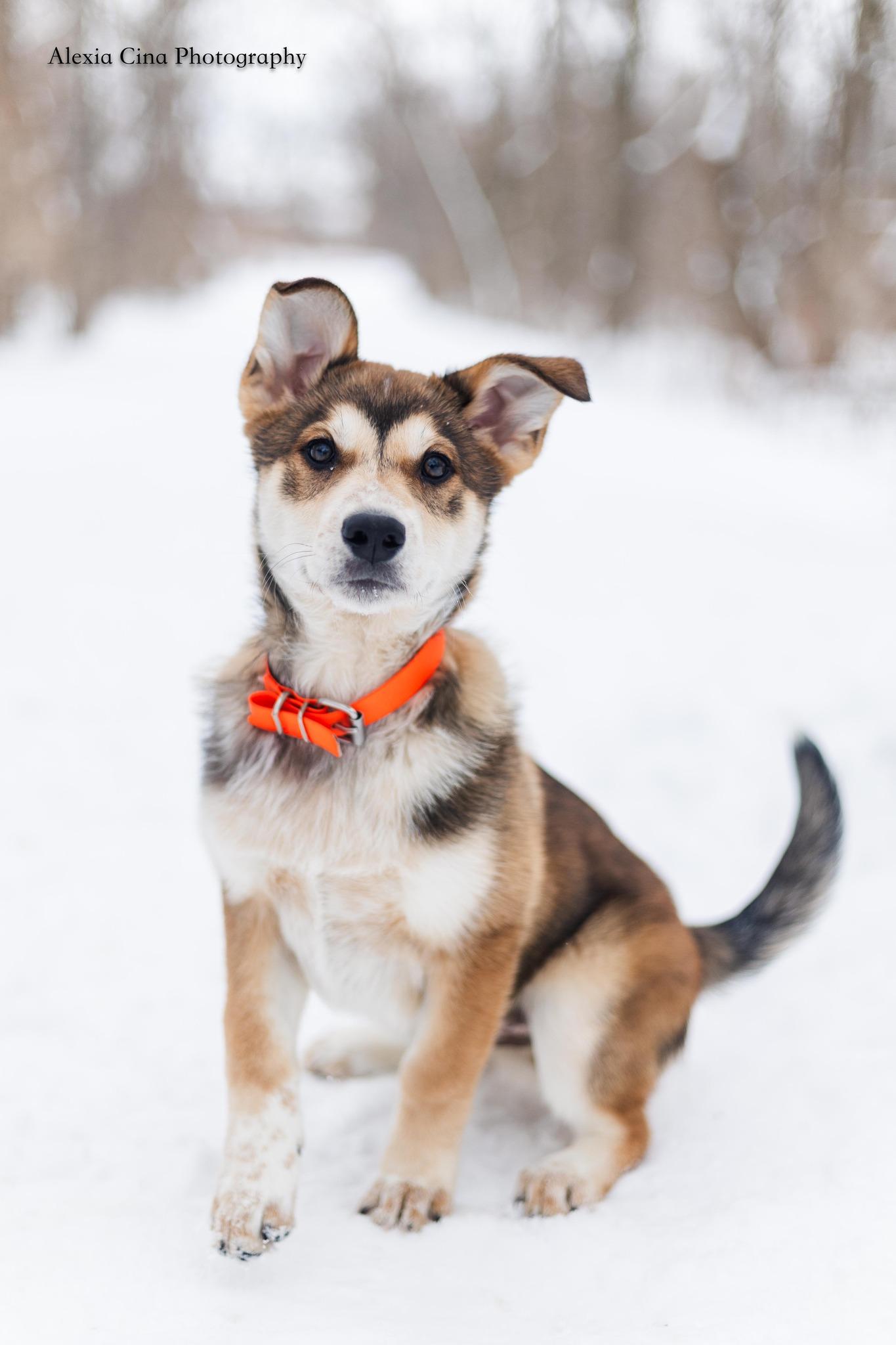 Barker, an adopted mixed breed in Drumbo, ON image 3/4