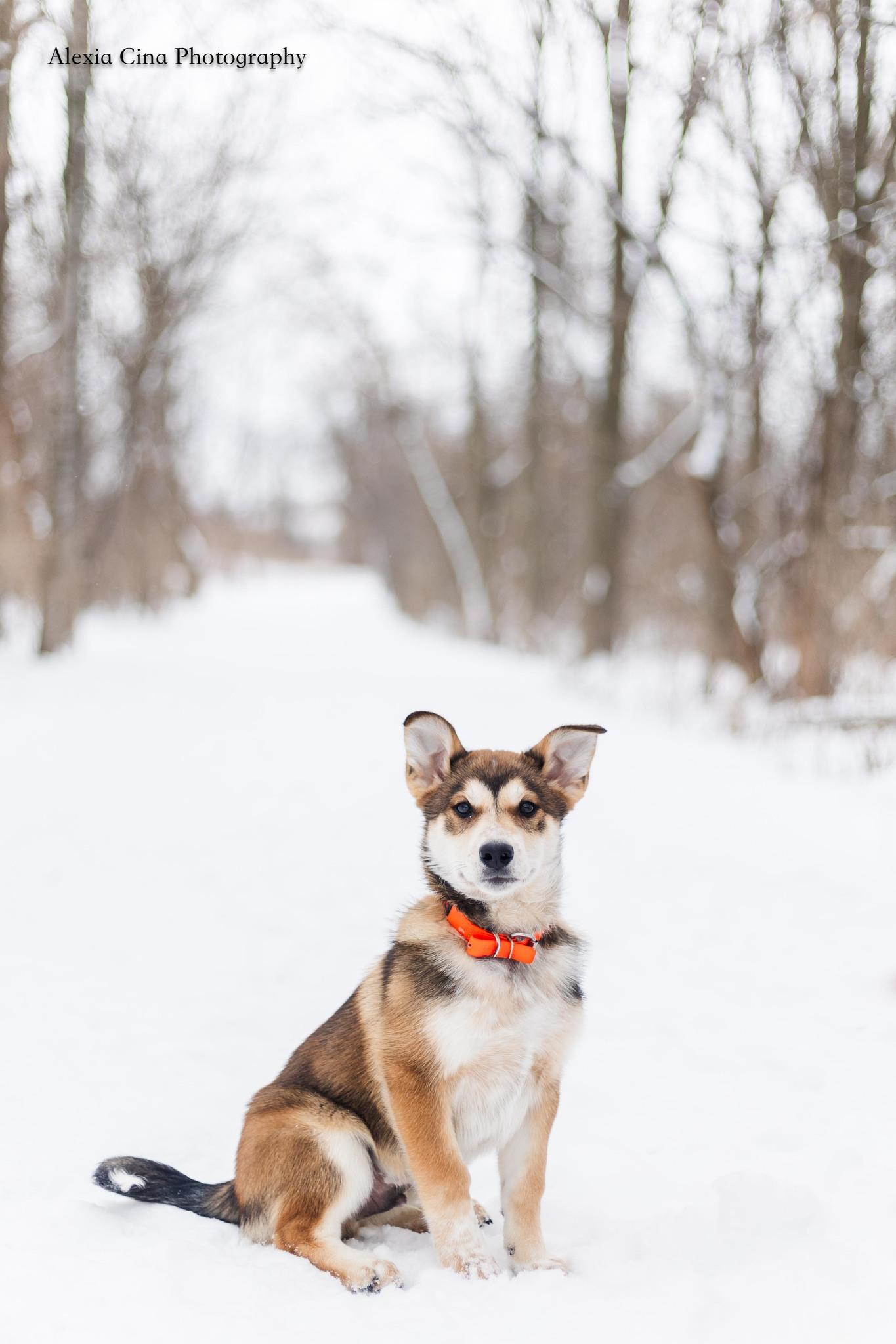 Barker, an adopted mixed breed in Drumbo, ON image 4/4