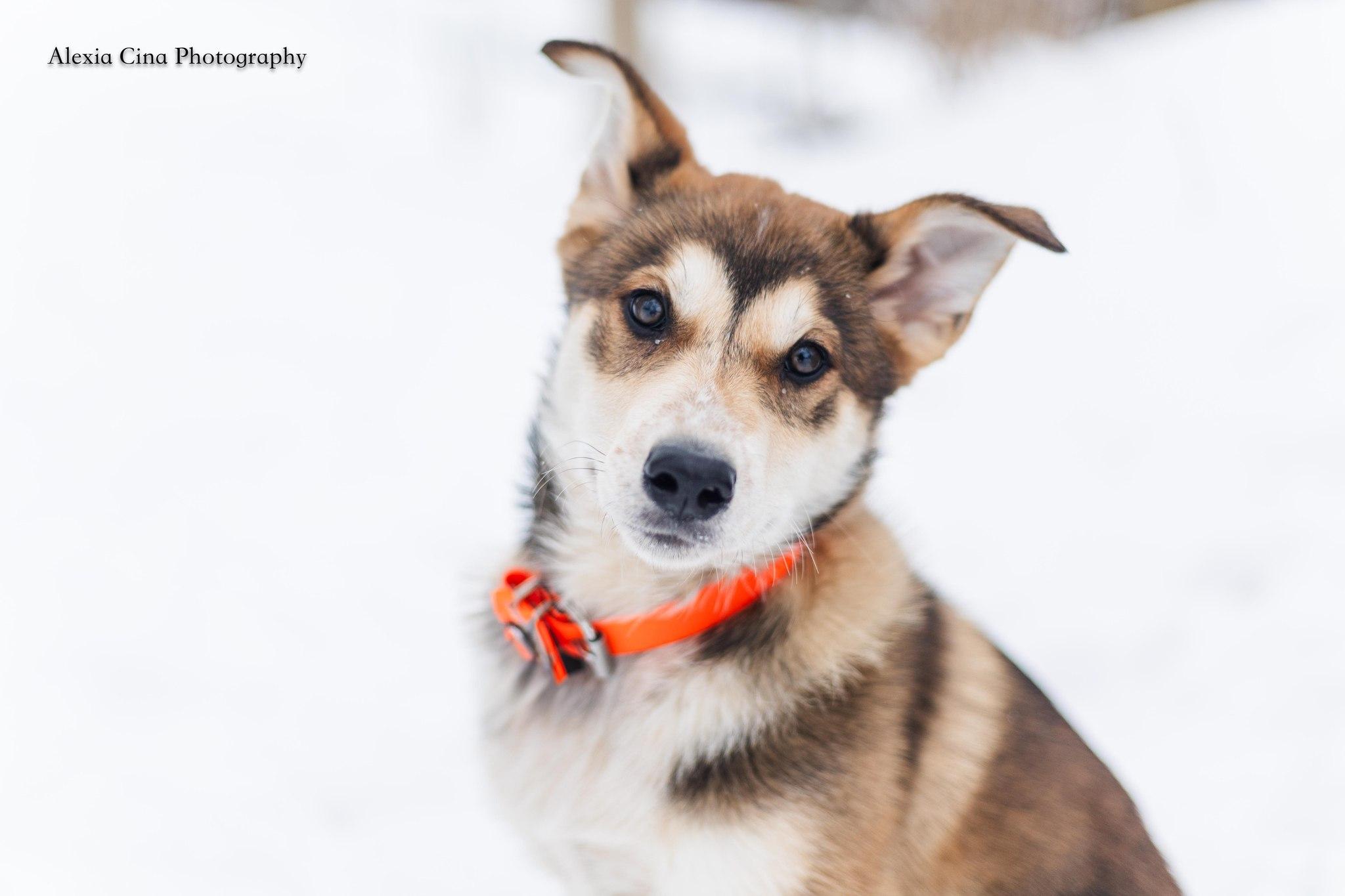 Barker, an adopted mixed breed in Drumbo, ON image 1/4