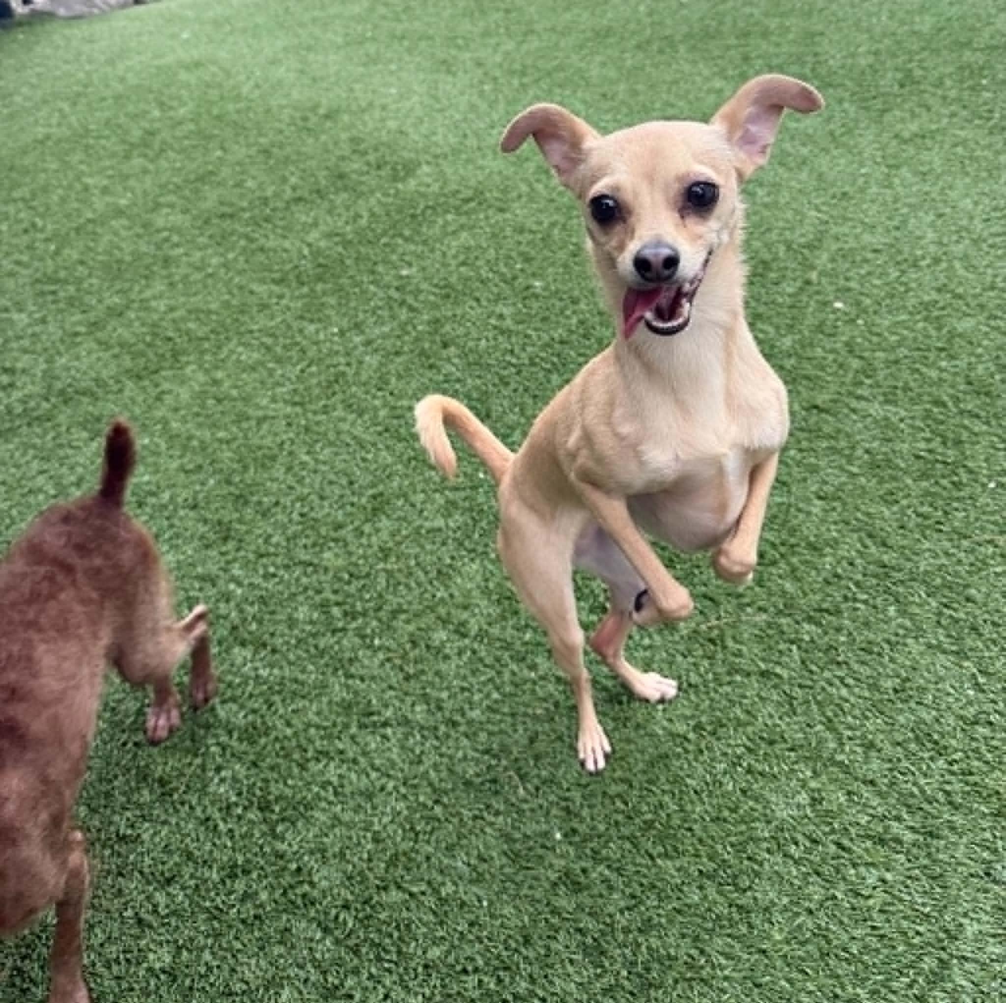 Stella, ADOPTABLE, Adult Female Italian Greyhound & Chihuahua.