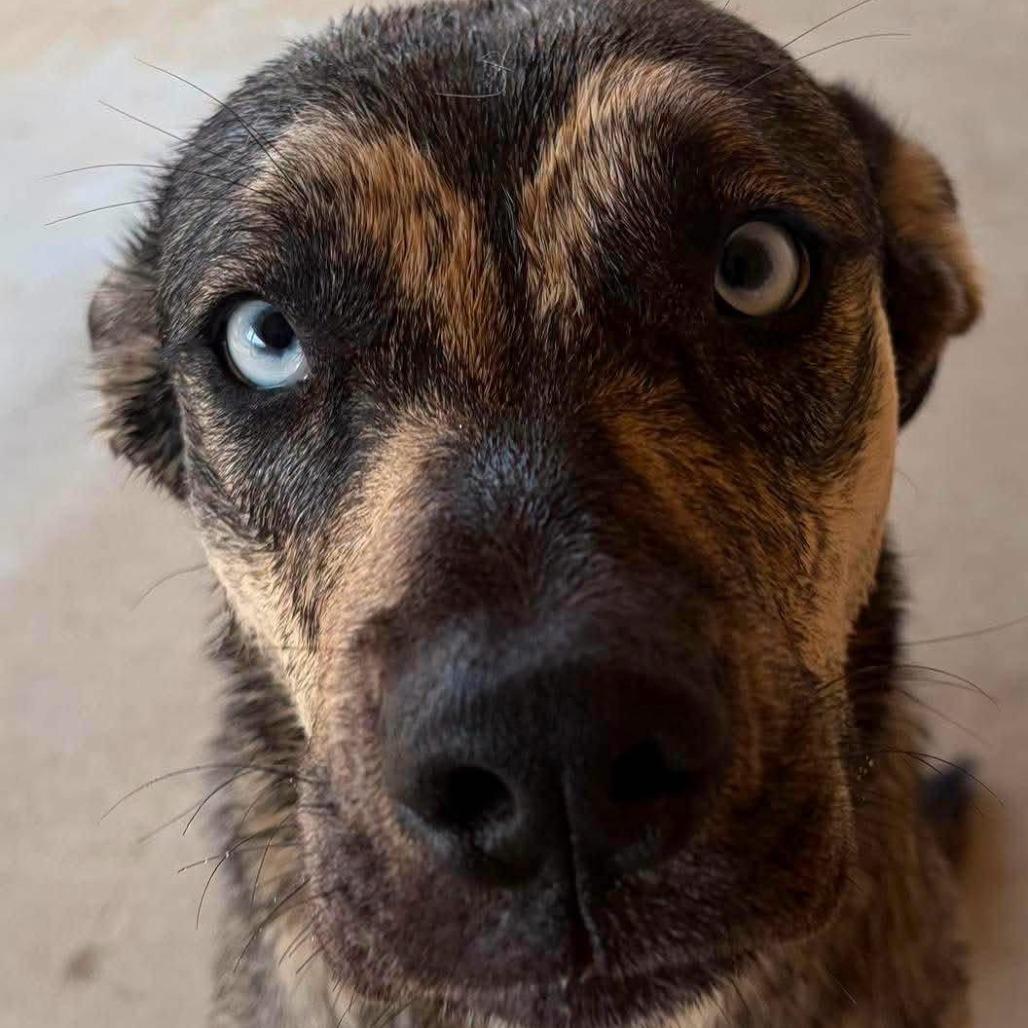 Enlarge Betty - Courtesy Post, a Adoptable mixed breed in San Diego, CA image 2/6
