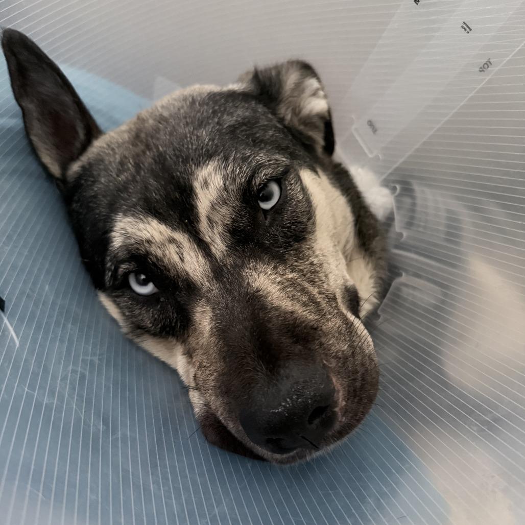 Enlarge Betty - Courtesy Post, a Adoptable mixed breed in San Diego, CA image 3/6
