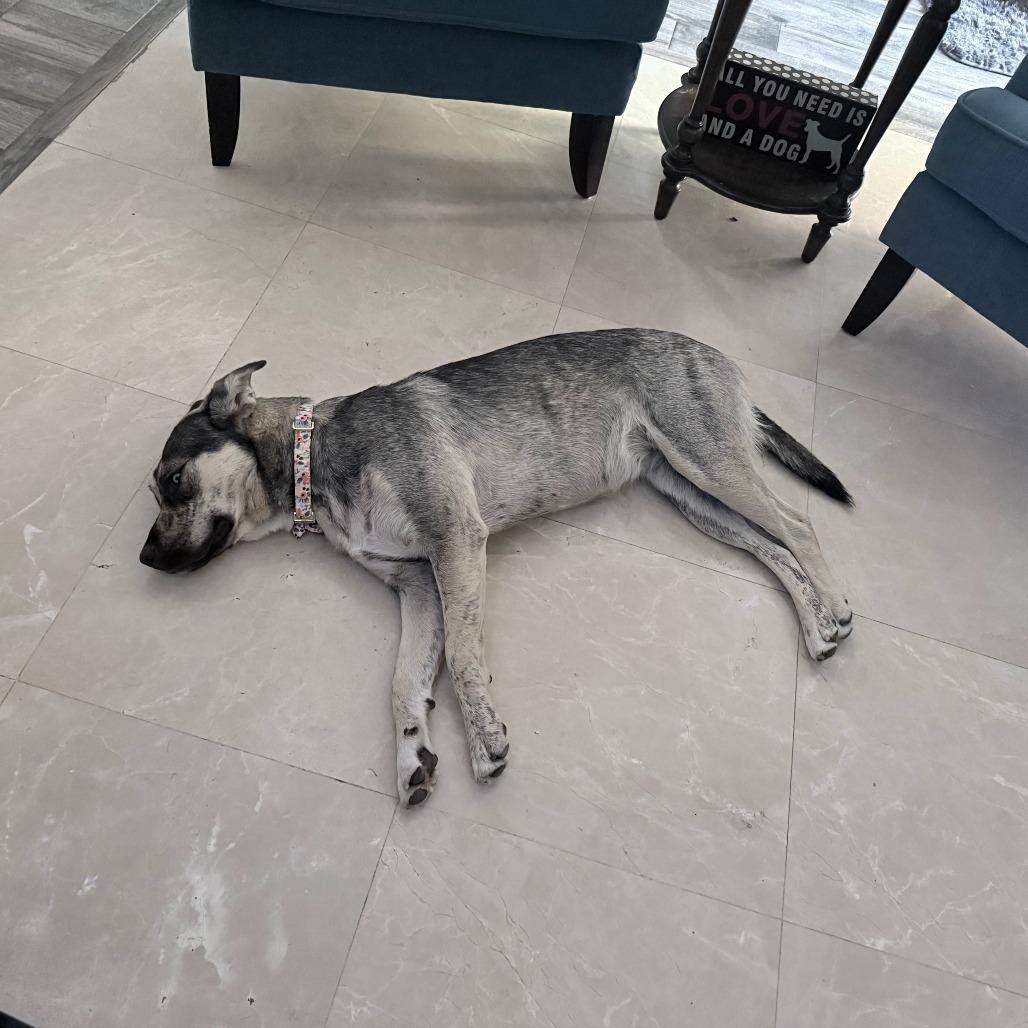 Enlarge Betty - Courtesy Post, a Adoptable mixed breed in San Diego, CA image 4/6