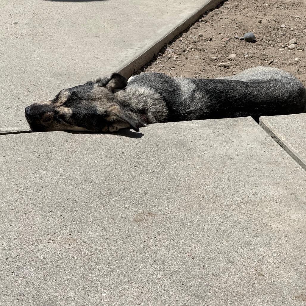 Enlarge Betty - Courtesy Post, a Adoptable mixed breed in San Diego, CA image 5/6