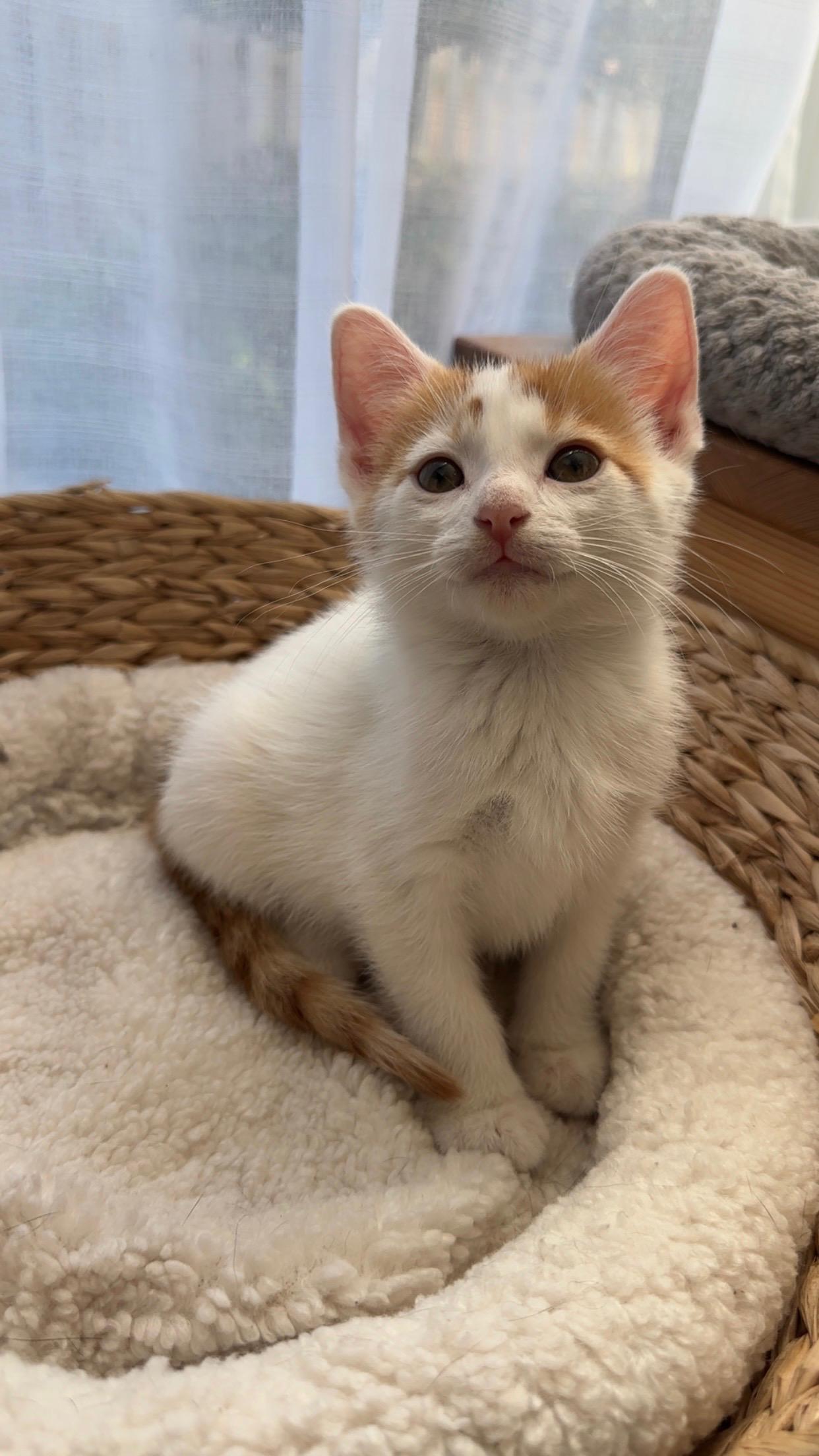 Turkey Leg, Adoptable, Kitten Male Domestic Short Hair.