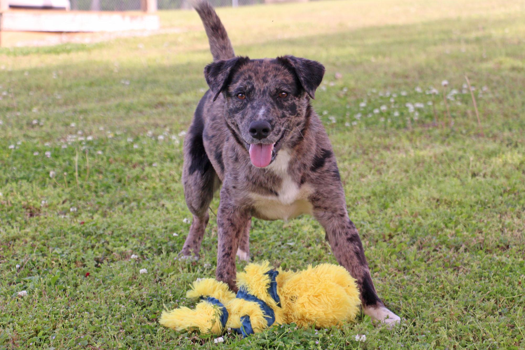 Hastings, a Adoptable mixed breed in Savannah, TN image 1/4