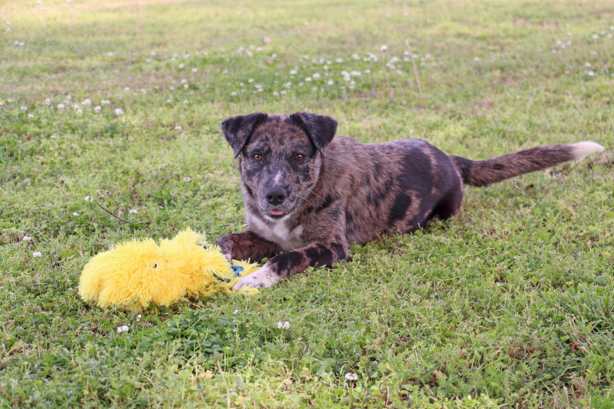 Hastings, a Adoptable mixed breed in Savannah, TN image 2/4