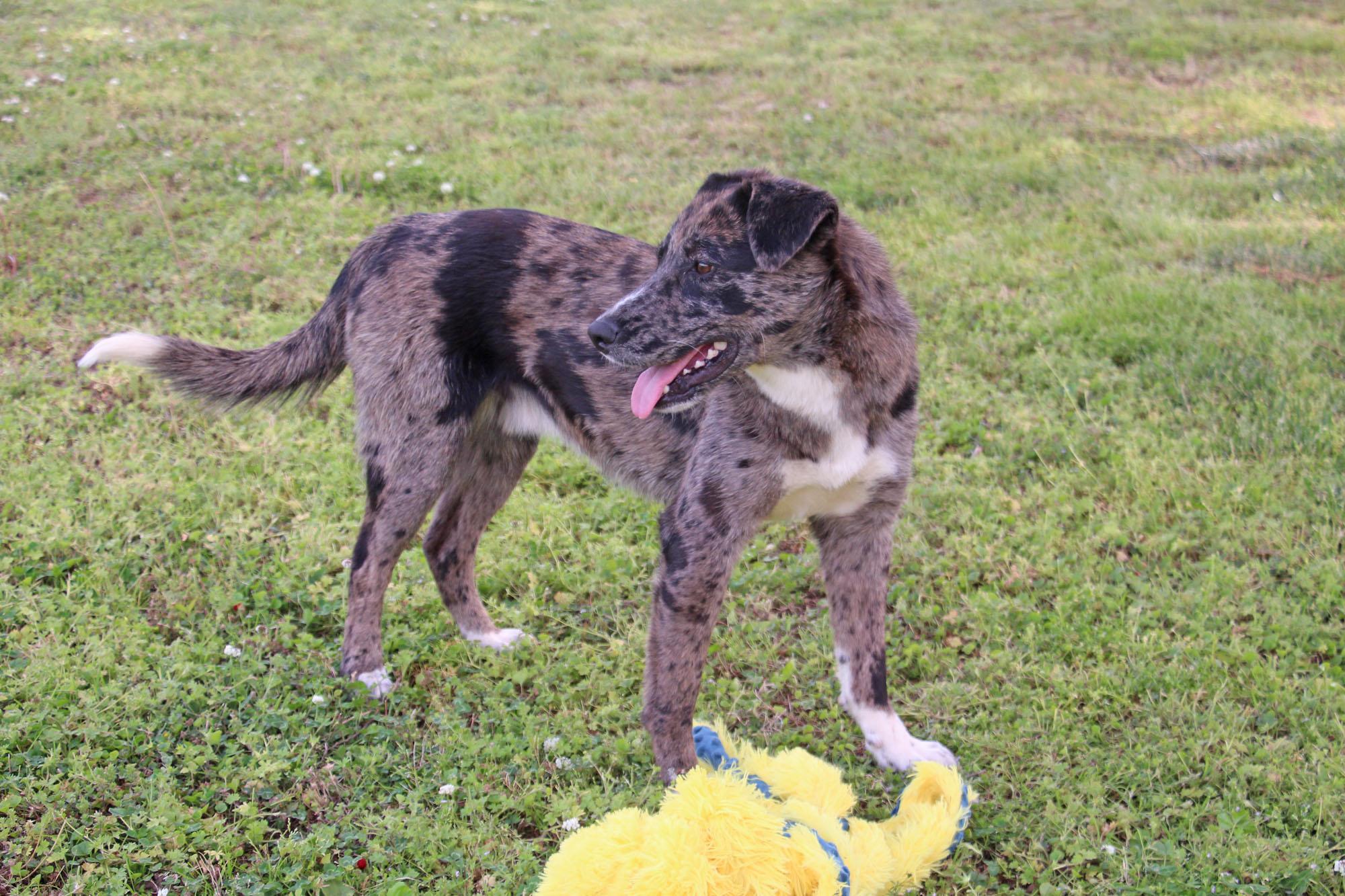 Hastings, a Adoptable mixed breed in Savannah, TN image 3/4