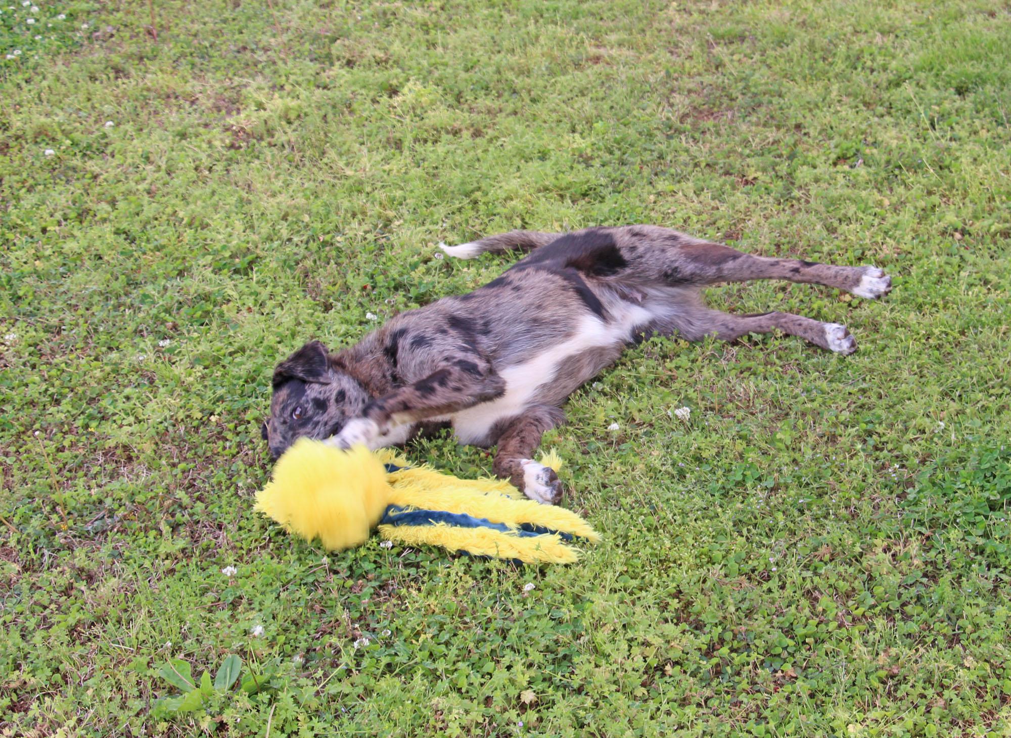 Hastings, a Adoptable mixed breed in Savannah, TN image 4/4