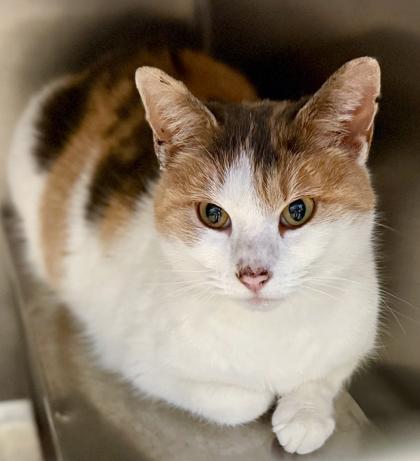 Freya, Adoptable, Adult Female Domestic Short Hair & Domestic Short Hair.