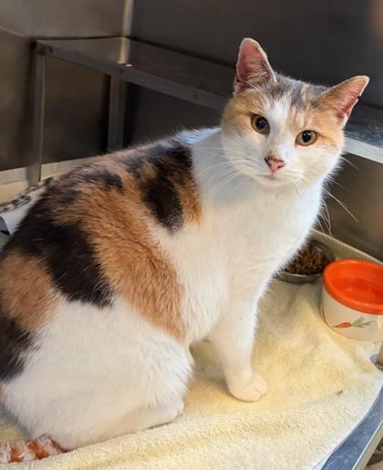 Enlarge Freya, a Adoptable mixed breed in Baraboo, WI image 2/2