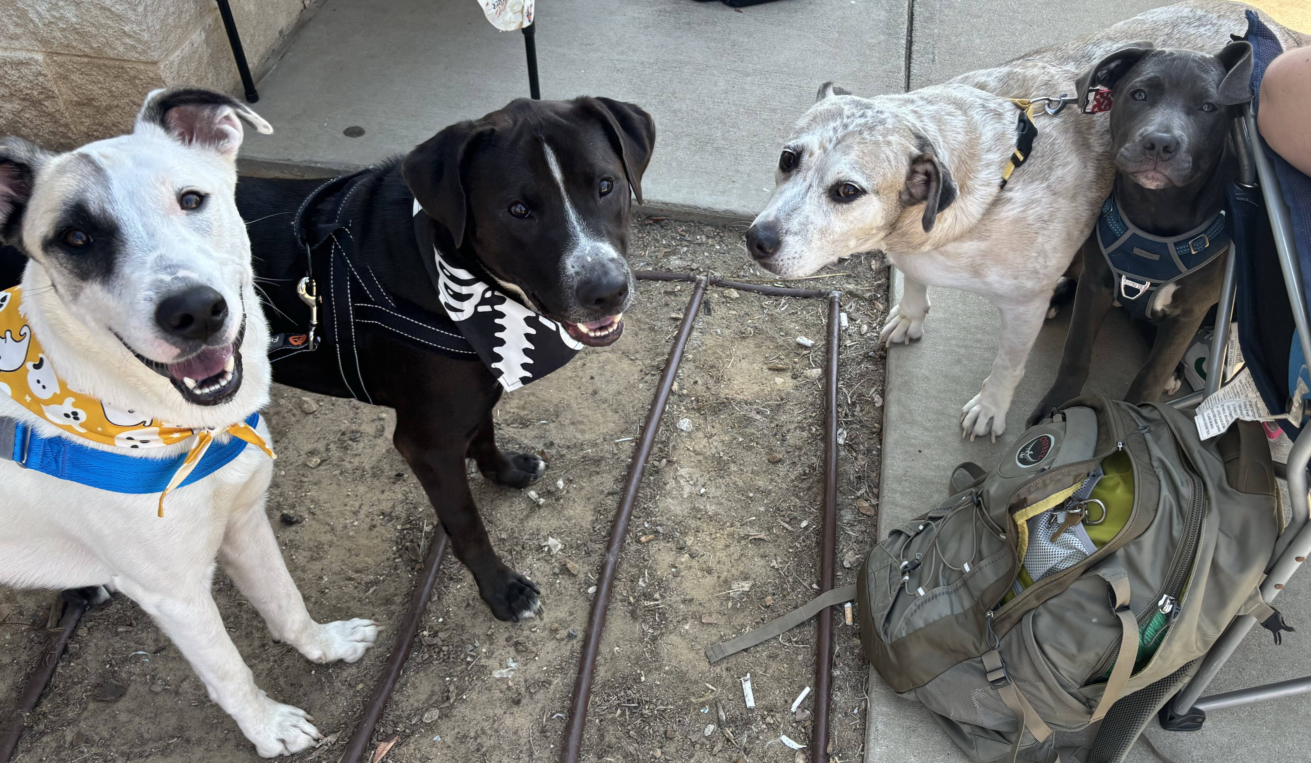 Enlarge Sheila, a Adoptable mixed breed in Benbrook, TX image 3/5