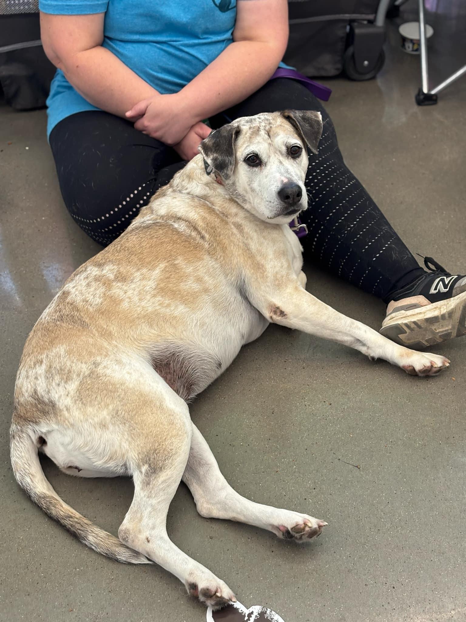 Enlarge Sheila, an adoption pending mixed breed in Benbrook, TX image 5/5