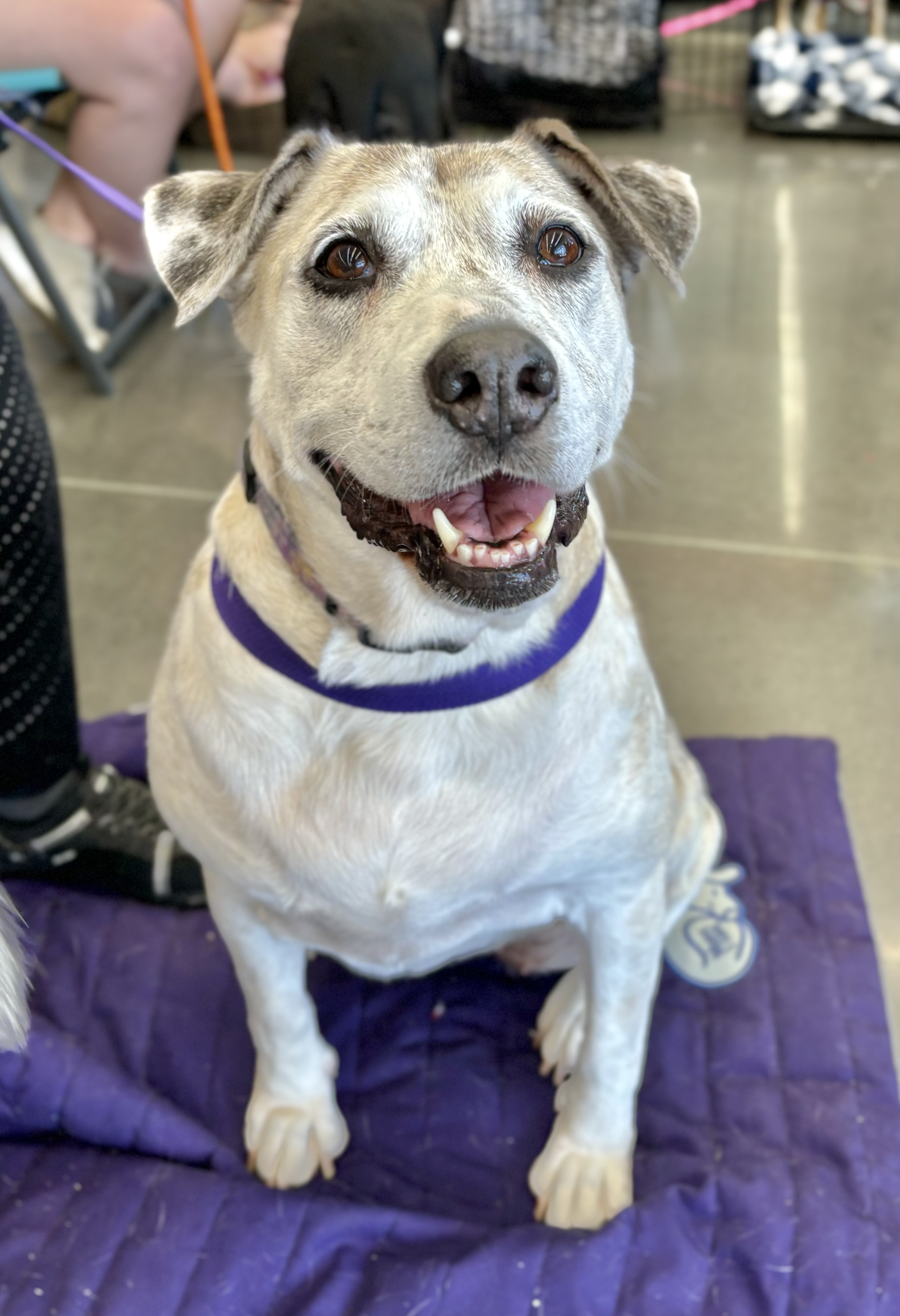 Sheila, Adoptable, Adult Female Catahoula Leopard Dog & Shepherd.