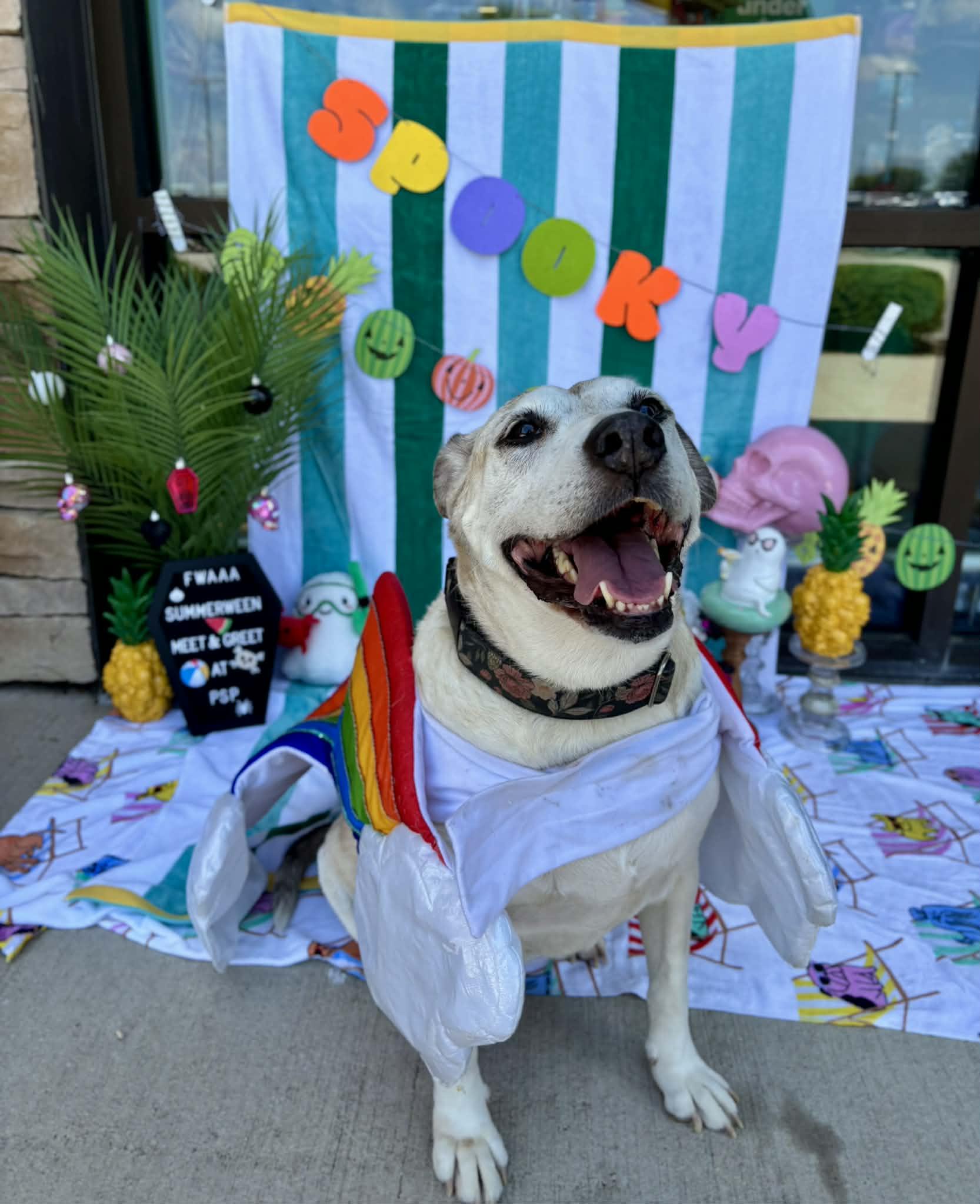 Enlarge Sheila, a Adoptable mixed breed in Benbrook, TX image 4/6