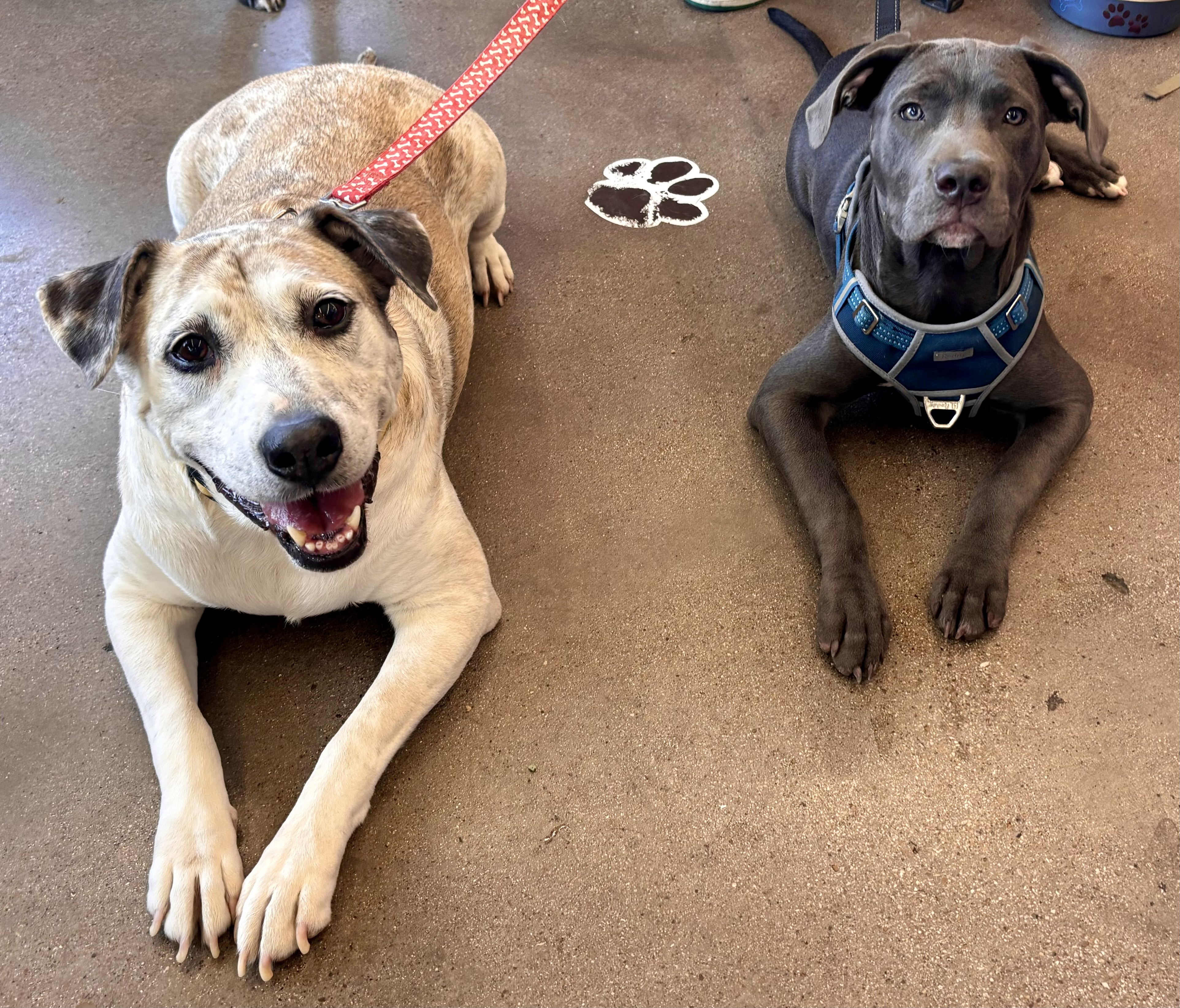 Enlarge Sheila, a Adoptable mixed breed in Benbrook, TX image 4/5