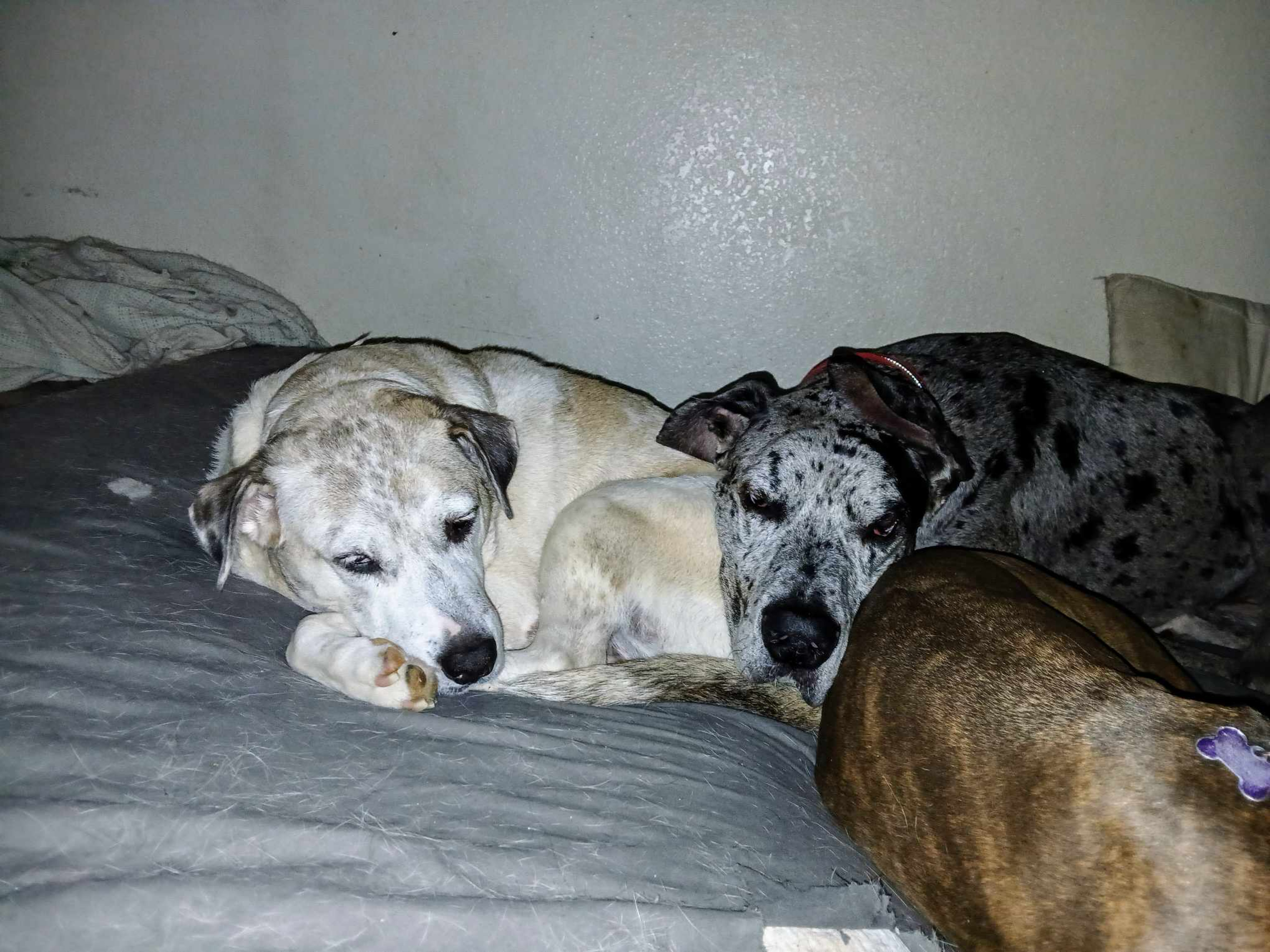 Enlarge Sheila, a Adoptable mixed breed in Benbrook, TX image 2/5