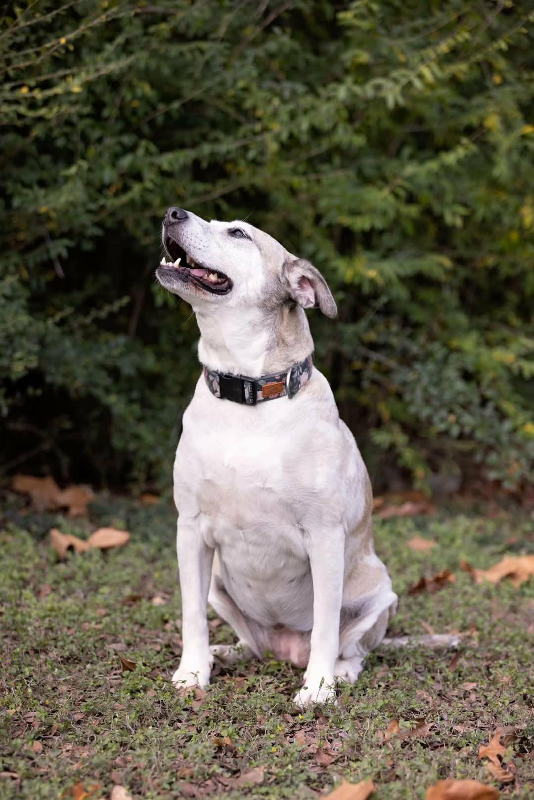 Enlarge Sheila, a Adoptable mixed breed in Benbrook, TX image 2/6