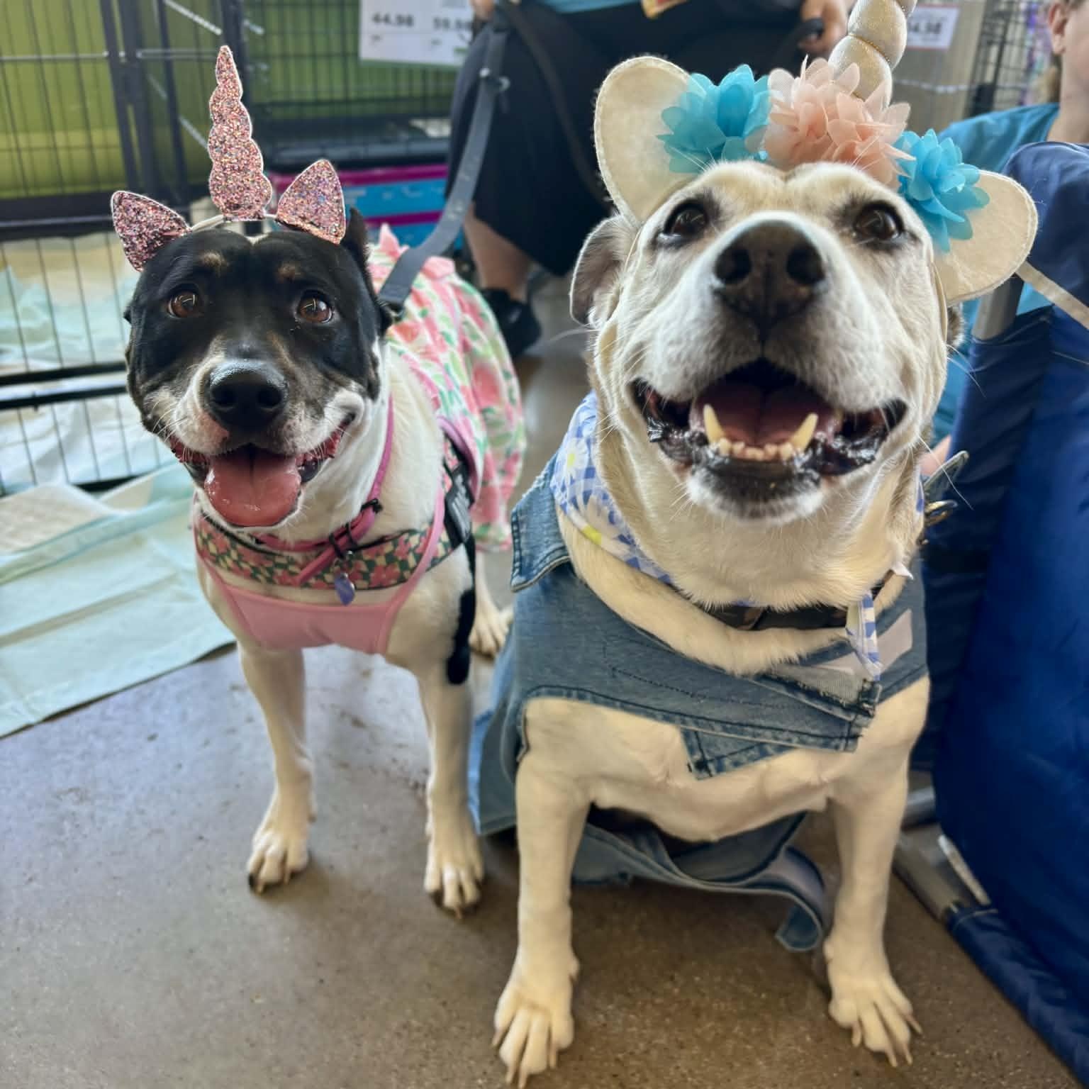 Enlarge Sheila, a Adoptable mixed breed in Benbrook, TX image 3/6