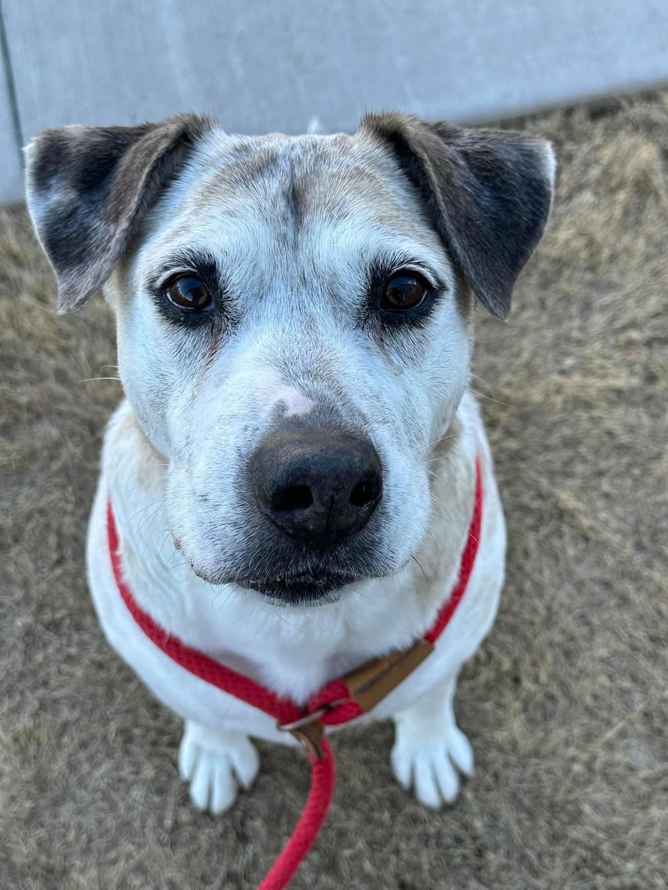 Enlarge Sheila, a Adoptable mixed breed in Benbrook, TX image 5/5